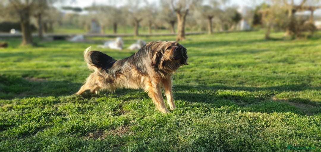 Meticcio cani in regalo: 4anni tg media recuperato,pronto x l adozione.ROMA a Città Metropolitana di Milano - Annuncio 8