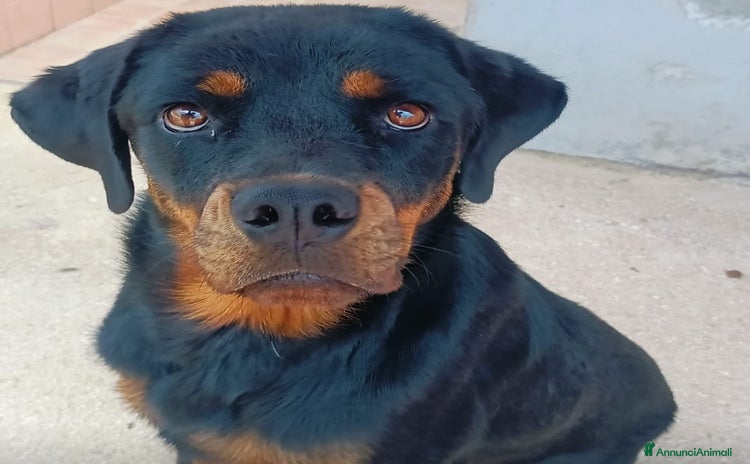 Rottweiler cani a Provincia di Latina - Annuncio 1