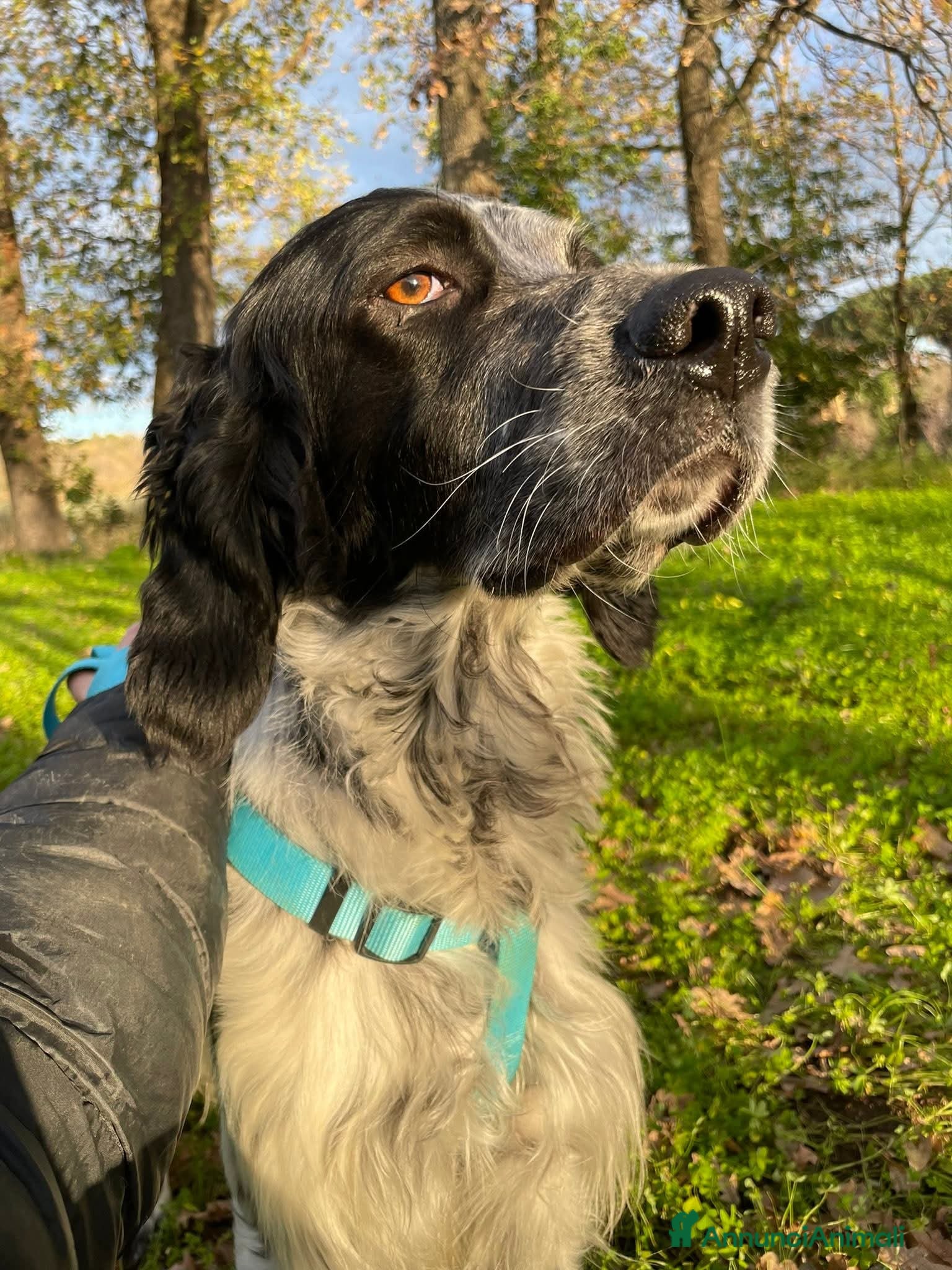 Setter Inglese cani PLUTO Setter Inglese di 3 anni - Annuncio 1