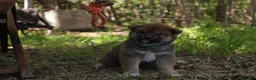 Shiba Inu cani in vendita: Ultimo cucciolo di Shiba inu con pedigree. - Annuncio 4