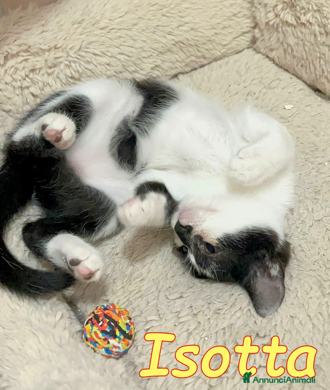 Europeo gatti in regalo: 🩷🧸#ISOTTA PANCINO PELUCHE - Annuncio 4