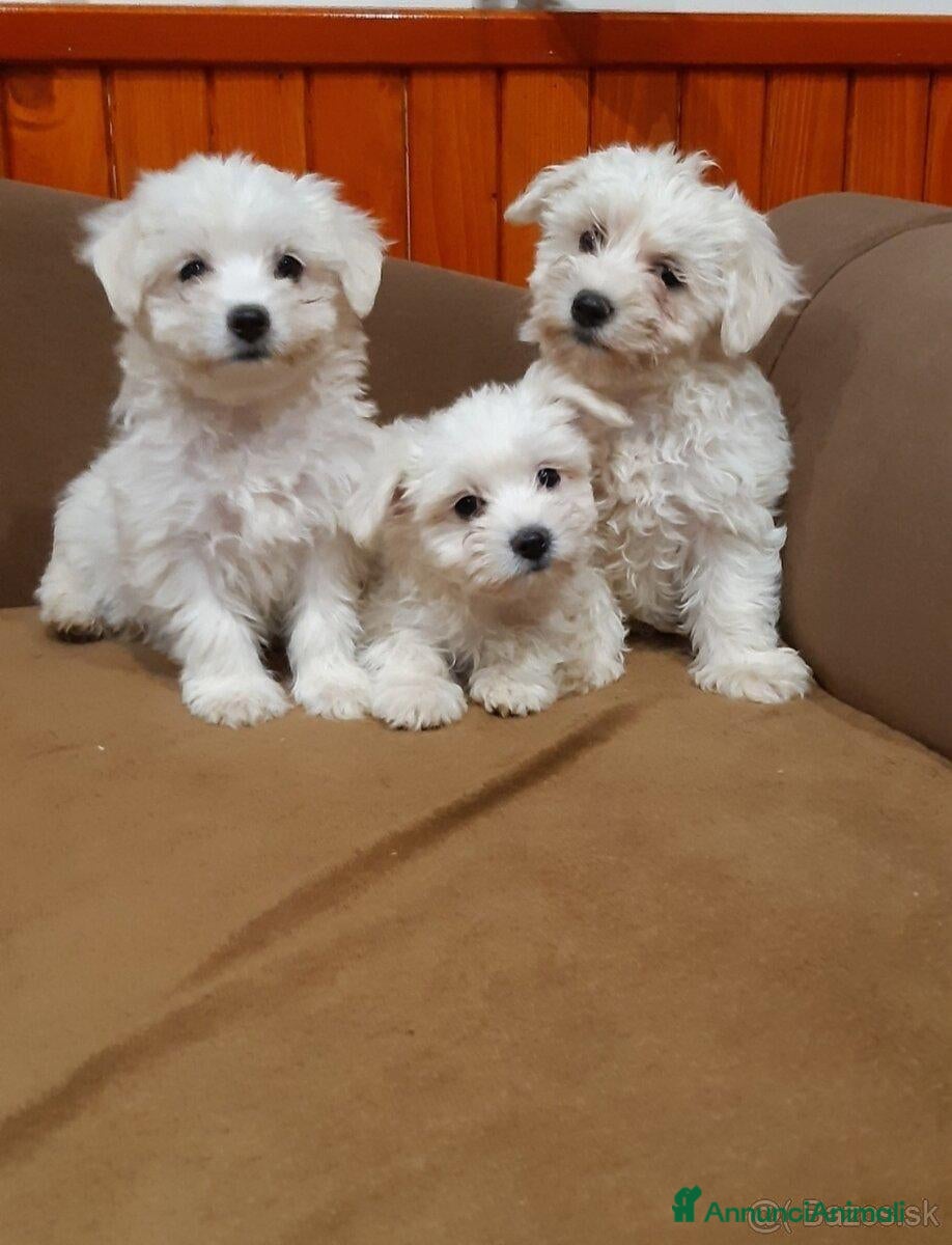 Maltese cani Maltese toy - Annuncio 2