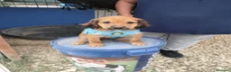 Meticcio cani in regalo: FIVE spettacolare cucciolo di 2 mesi ❤ - Annuncio 5