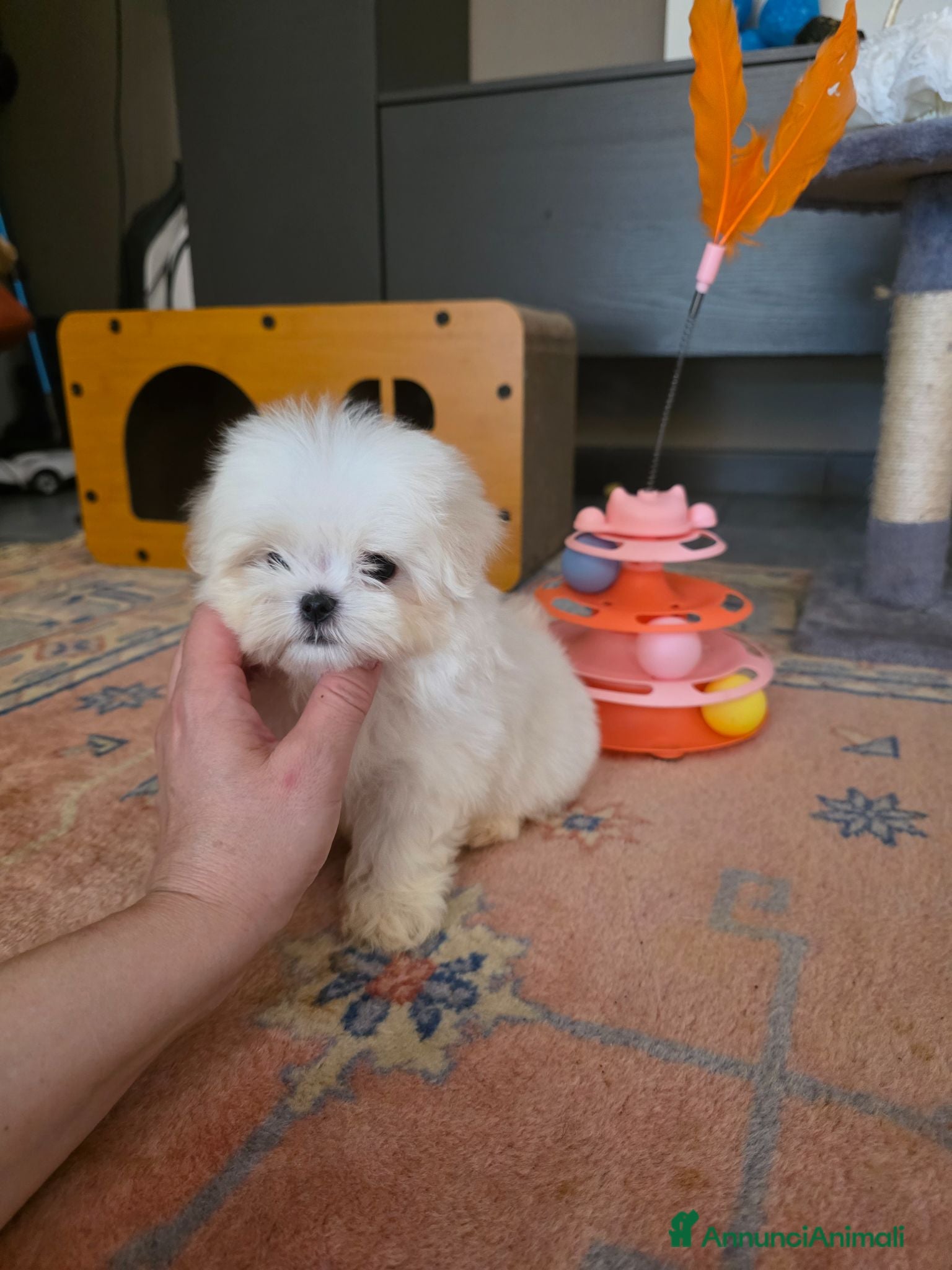 Maltese cani Maltesi  - Annuncio 2