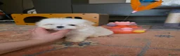 Maltese cani in vendita: Maltesi  - Annuncio 1