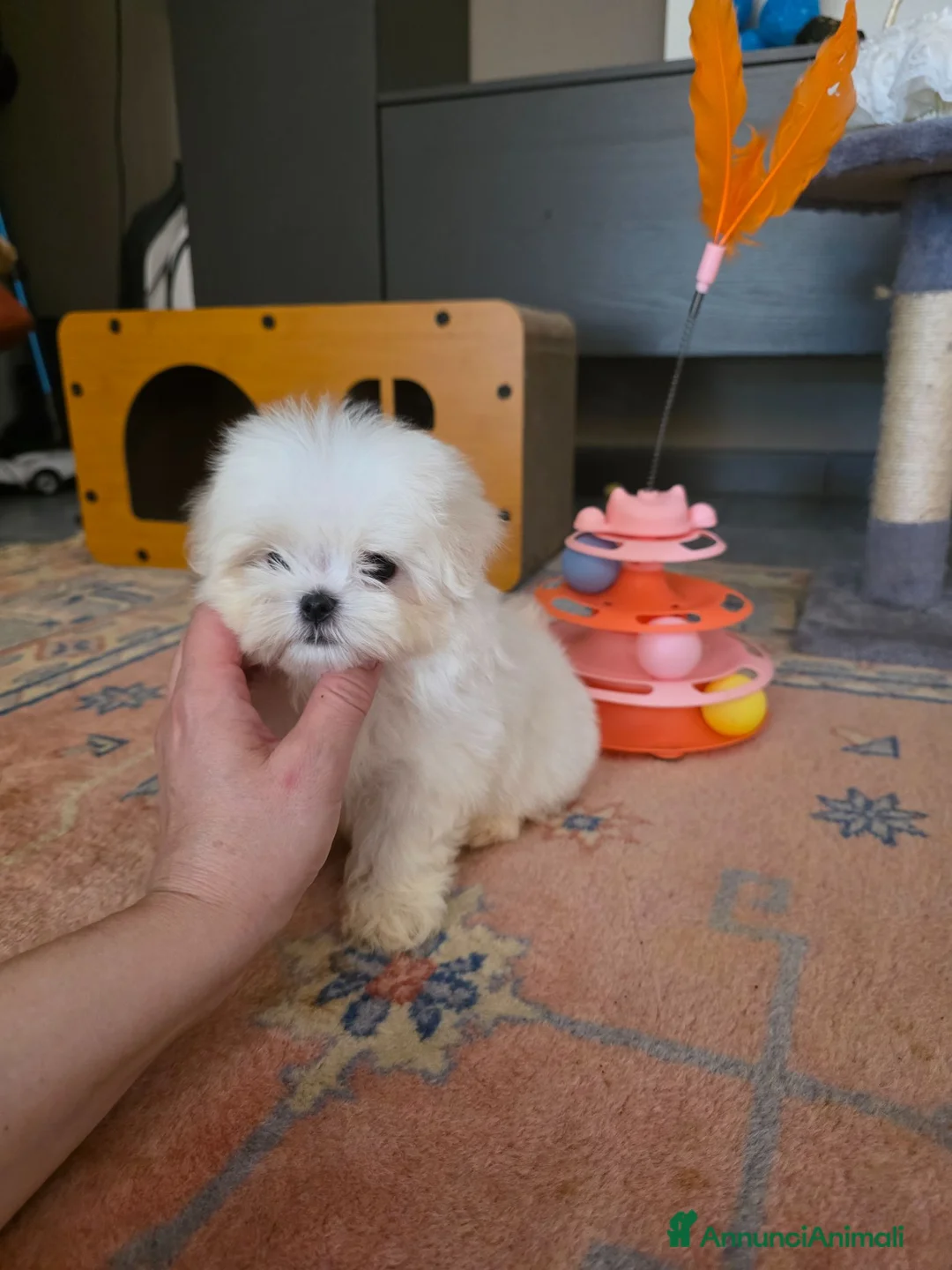 Maltese cani in vendita: Maltesi  - Annuncio 1
