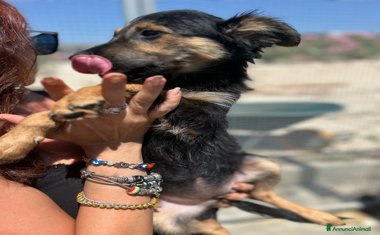 Altre razze cani a Provincia di Bergamo - Annuncio 2