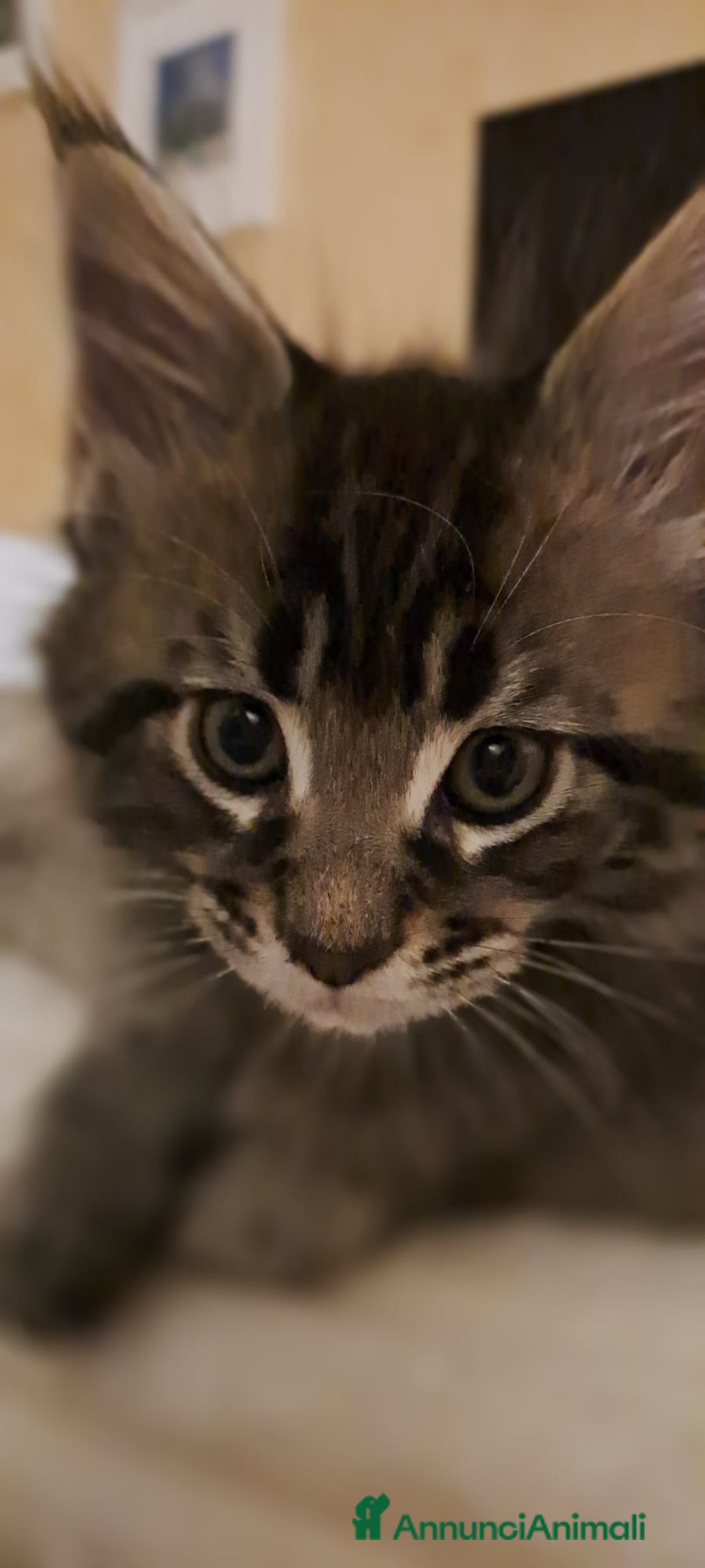 Maine Coon gatti in vendita: Cucciolo Maine coon - Annuncio 6