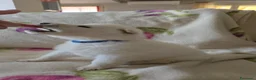 Pastore Svizzero cani in vendita: Cuccioli pastore svizzero bianco - Annuncio 15