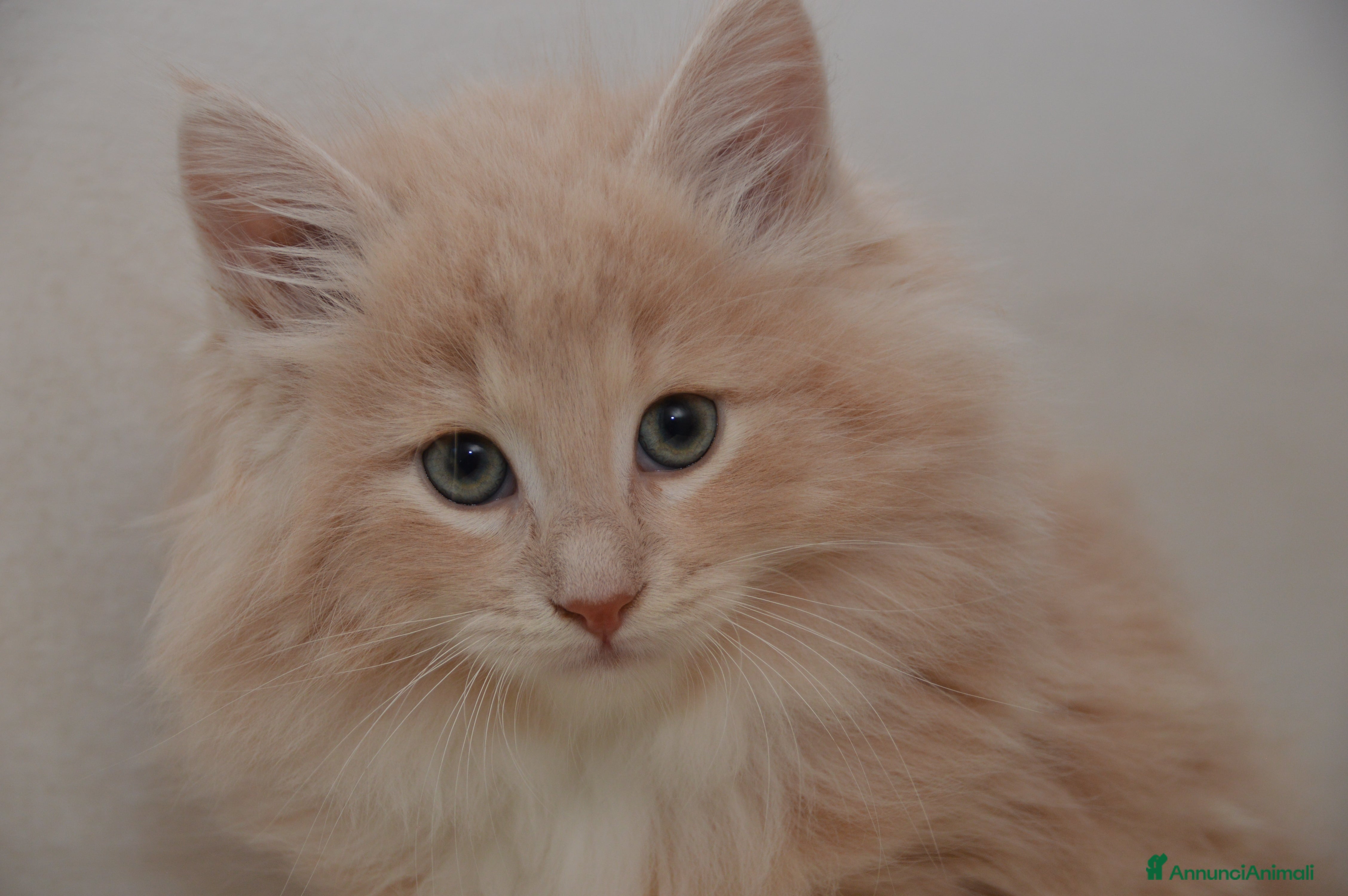 Norvegese gatti Cuccioli norvegese delle foreste  - Annuncio 2