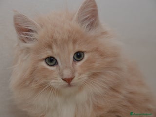 Norvegese gatti Cuccioli norvegese delle foreste - Annuncio 27