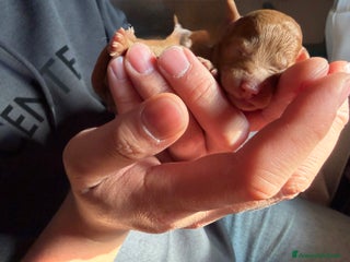 Barboncino cani Bellissimi cuccioli di barboncino a Firenze - Annuncio 1