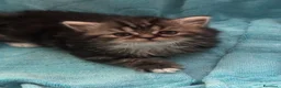 Scottish gatti in vendita: Highland Scottish  - Annuncio 3