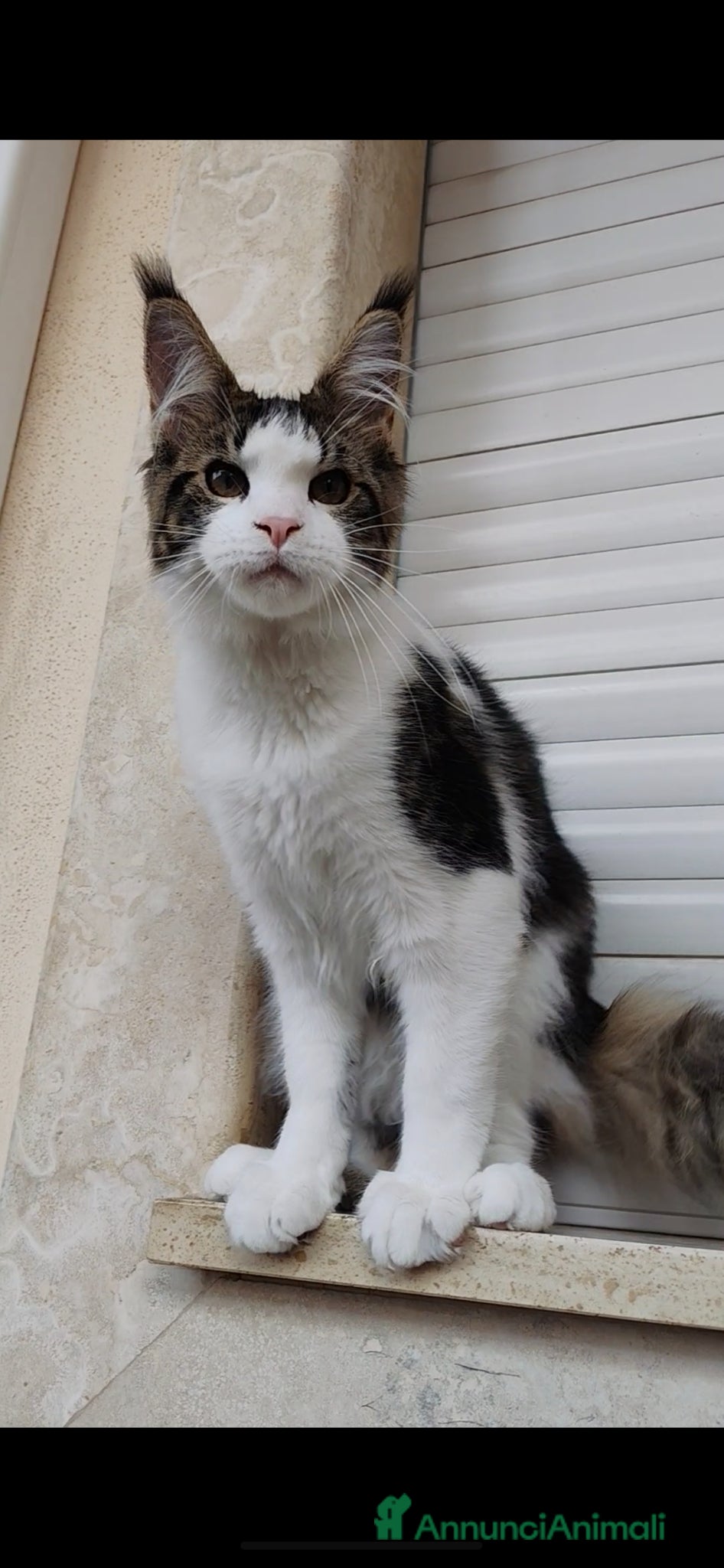 Maine Coon gatti ULTIMO CUCCIOLO DISPONIBILE MAINE COON - Annuncio 10
