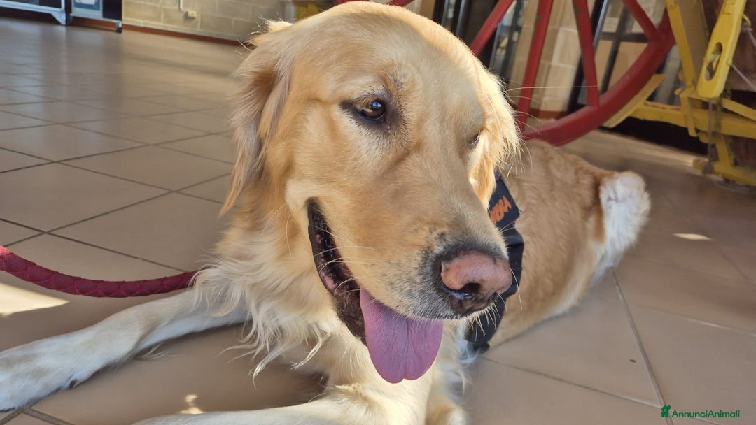 Golden Retriever cani in vendita: Cucciole di Golden Retriever - Annuncio 17