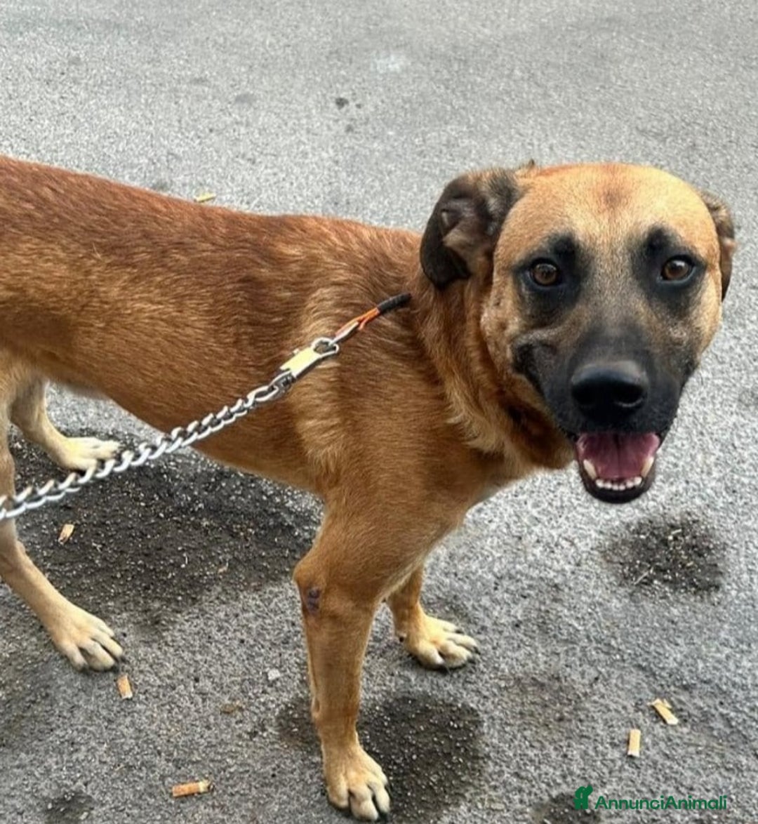 Meticcio cani in regalo: 3anni color miele entrato cucciolo in box!!SICILIA a Città metropolitana di Milano - Annuncio 2