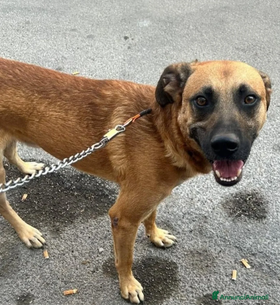 Meticcio cani in regalo: 3anni color miele entrato cucciolo in box!!SICILIA a Città metropolitana di Milano - Annuncio 2