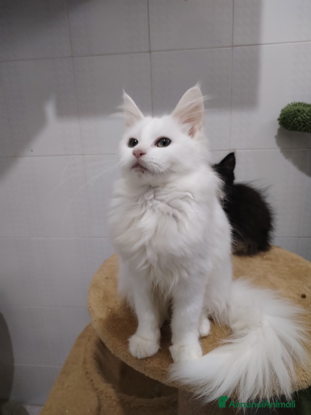 Maine Coon gatti in vendita: Maine coon  - Annuncio 1