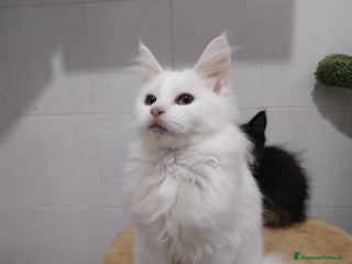 Maine Coon gatti Maine coon - Annuncio 4