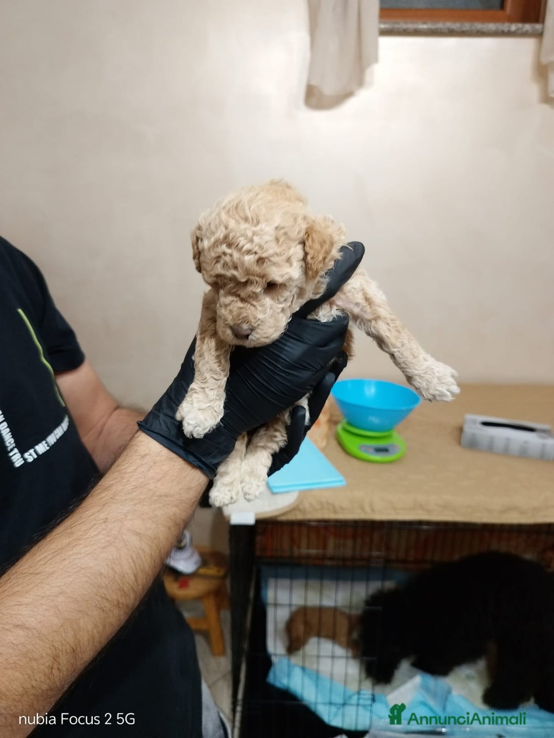 Barboncino cani in vendita: Barboncini nani - Annuncio 5