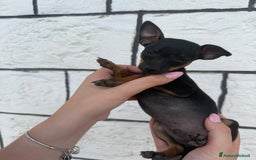 Pinscher Miniatura cani in vendita: Pinscher Toy piccolissimi  a Provincia di Siena - Immagine 3