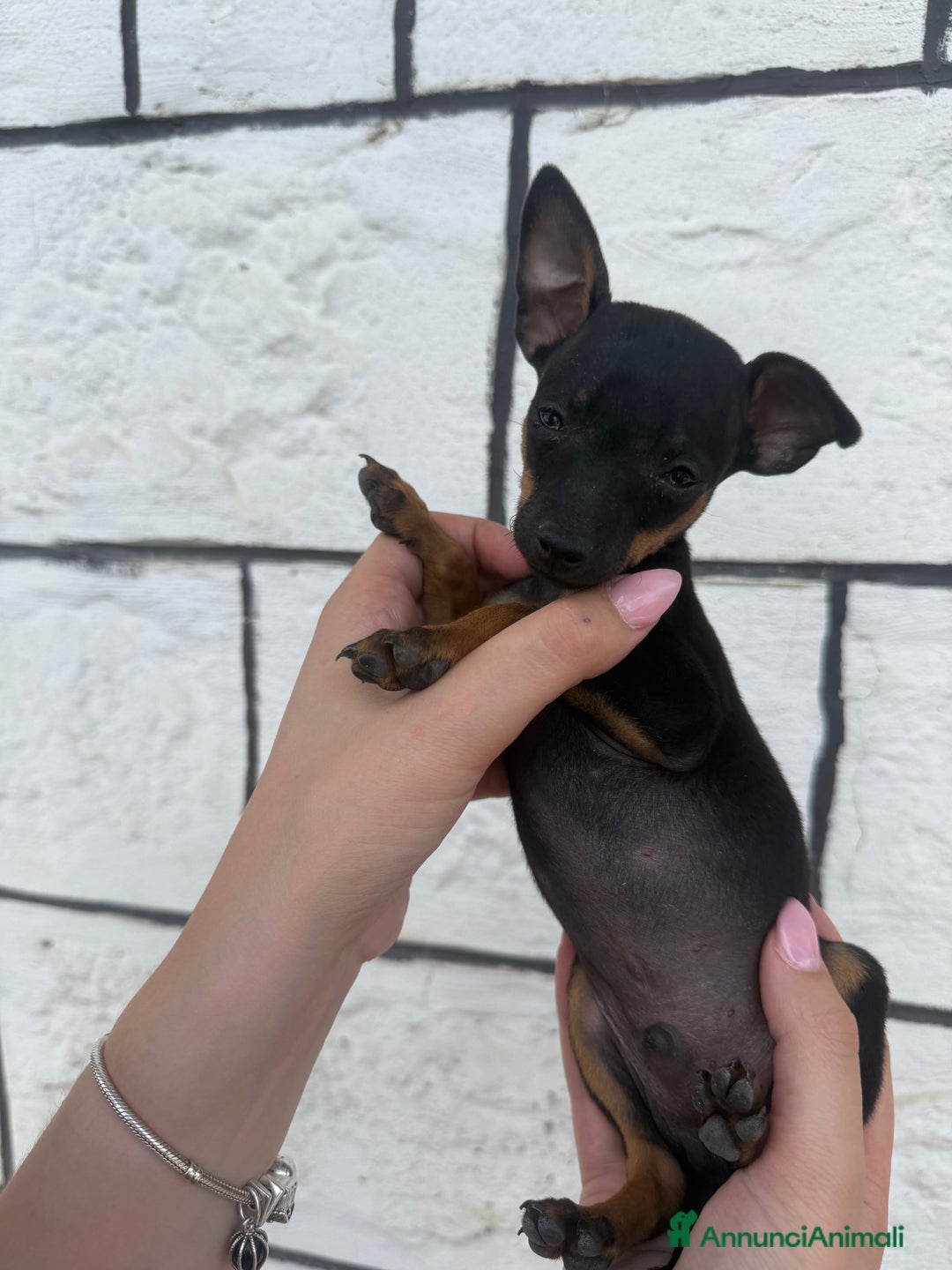 Pinscher Miniatura cani in vendita: Pinscher Toy piccolissimi  a Provincia di Siena - Immagine 3