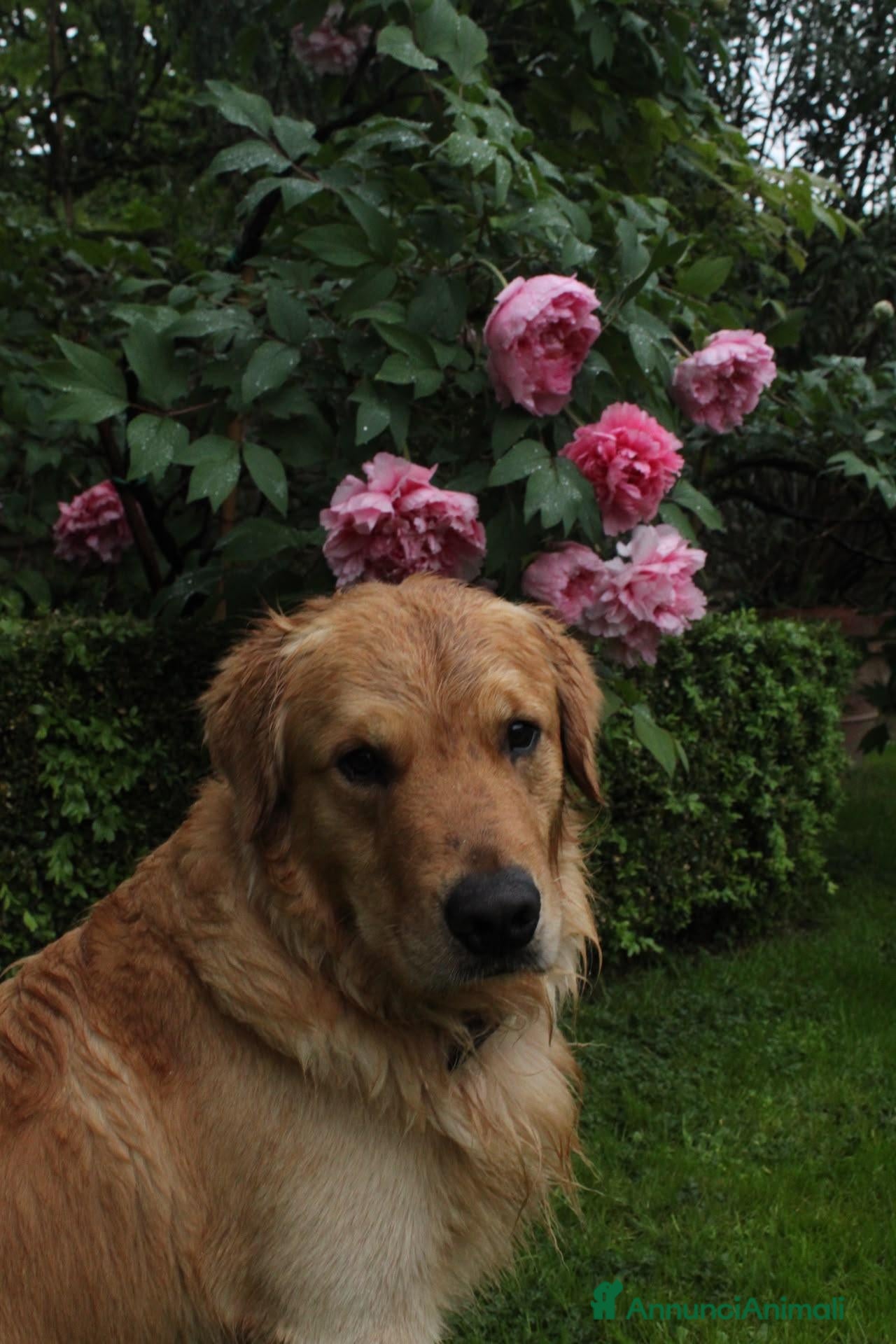 Golden Retriever cani Golden Retriever 2 anni disponibile per monta - Annuncio 2
