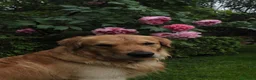 Golden Retriever cani per accoppiamento: Golden Retriever 2 anni disponibile per monta a Città Metropolitana di Bologna - Annuncio 1