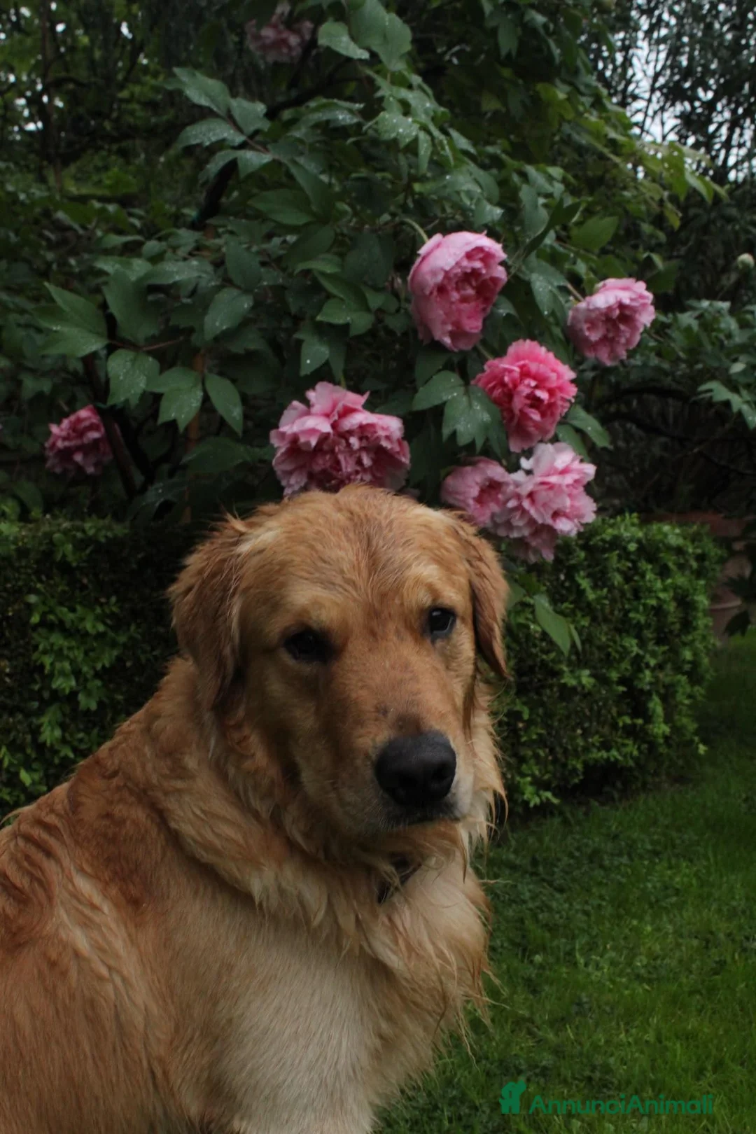 Golden Retriever cani per accoppiamento: Golden Retriever 2 anni disponibile per monta a Città Metropolitana di Bologna - Annuncio 1