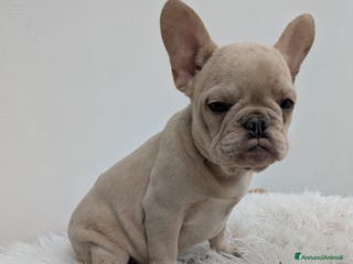 Bulldog Francese cani Bulldog francese maschio crema - Annuncio 3