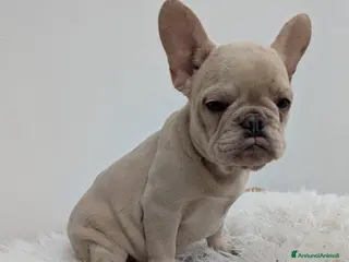 Bulldog Francese cani Bulldog francese maschio crema - Annuncio 7