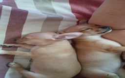 Chihuahua cani in vendita: Cuccioli di chihuahua deliziosi a Città metropolitana di Roma Capitale - Immagine 13
