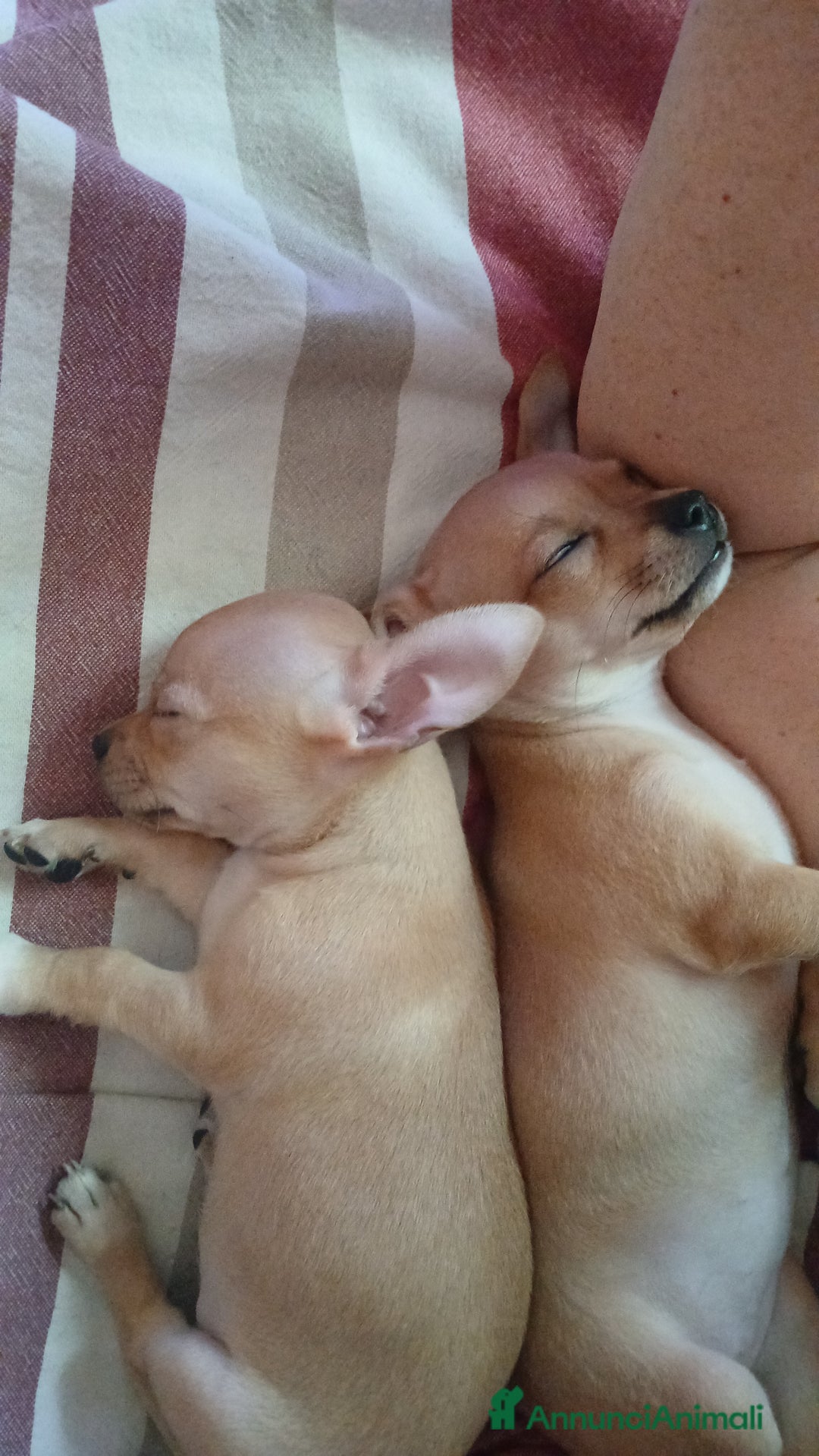 Chihuahua cani in vendita: Cuccioli di chihuahua deliziosi a Città metropolitana di Roma Capitale - Immagine 13