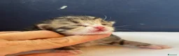 Siberiano gatti in vendita: SIBERIANI GATTINI IPOALLERGENICI - Annuncio 21