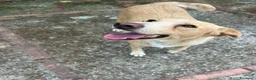Meticcio cani in regalo: Dolce Milo cerca casa ❤️ a Città metropolitana di Milano - Annuncio 2