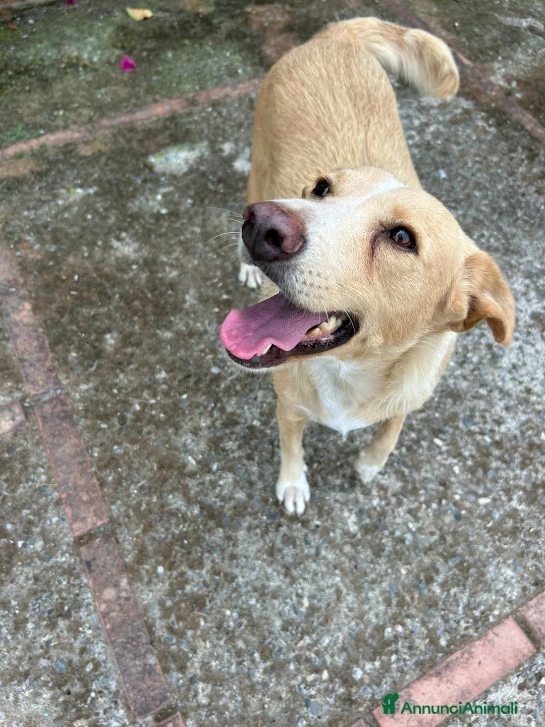 Meticcio cani in regalo: Dolce Milo cerca casa ❤️ a Città metropolitana di Milano - Annuncio 2