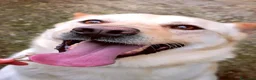 Meticcio cani in regalo: TAKESHI - Annuncio 3