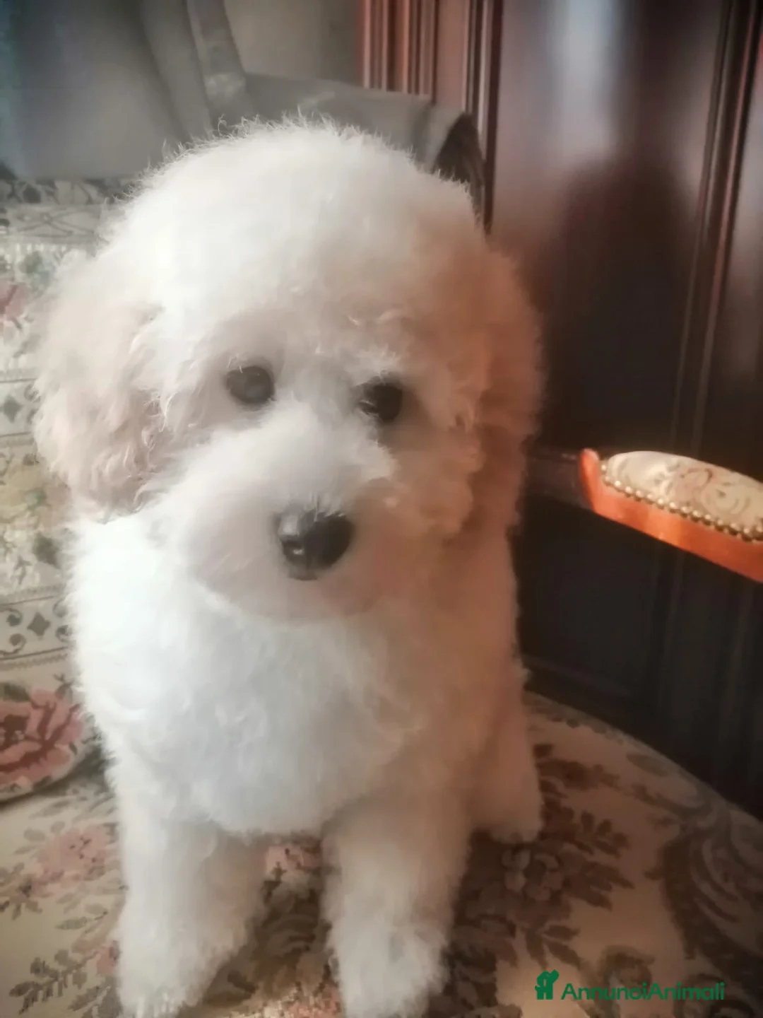 Barboncino Toy cani in vendita: Barboncini Toy Bianco Maschio Cucciolo - Annuncio 5