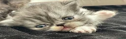 Persiano gatti in vendita: Cuccioli persiani - Annuncio 7