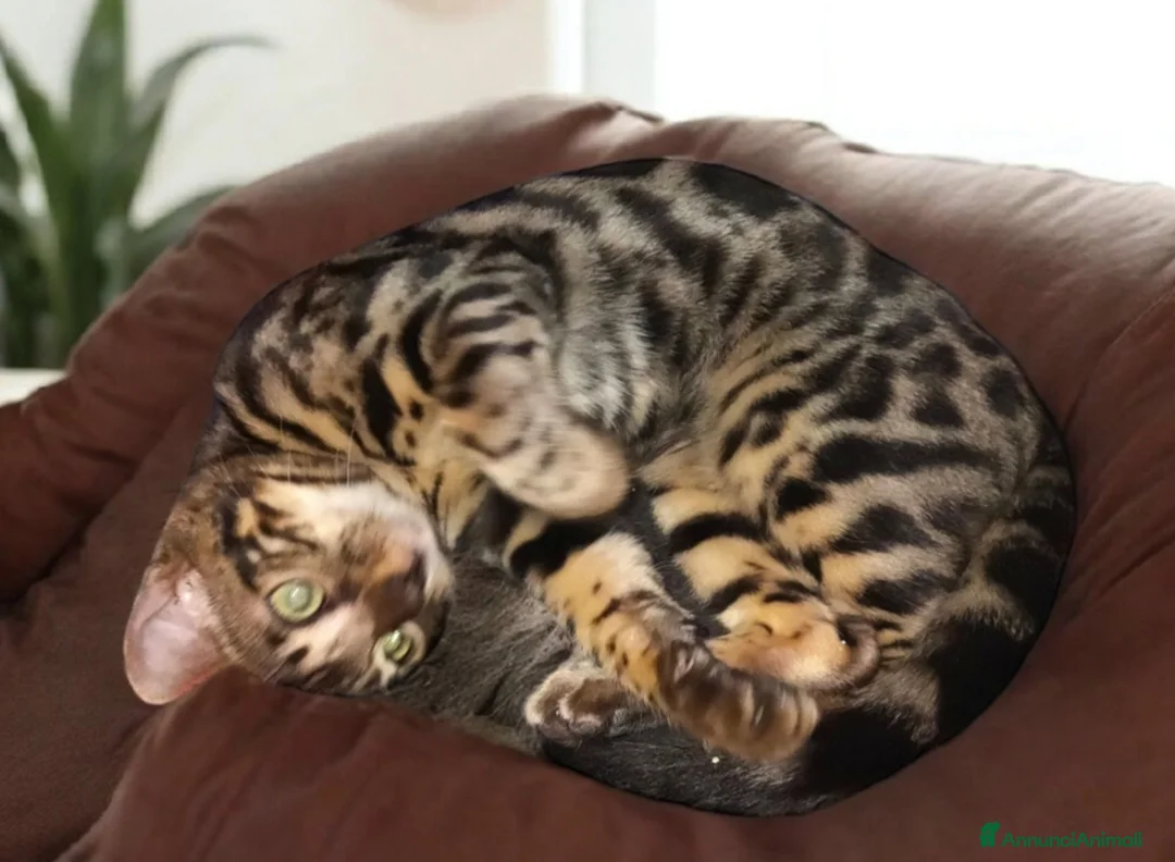 Bengala gatti in vendita: Bellissimi gattini del Bengala  - Annuncio 3