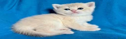 British gatti in vendita: Gattini British shorthair golden chell - Annuncio 5