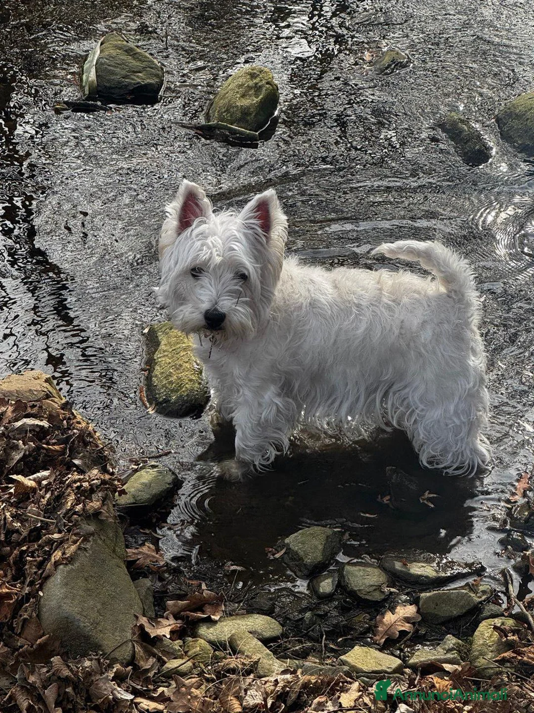 West Highland cani per accoppiamento: Perla cerca compagno per accoppiamento - Annuncio 2