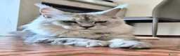 Maine Coon gatti in vendita: 5 splendide creature - Annuncio 5