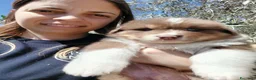 Australian Shepherd cani in vendita: PASTORE AUSTRALIANO NBT - Annuncio 3