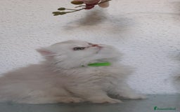 British gatti in vendita: Cucciolo British longhair con pedigree  a Città metropolitana di Milano - Immagine 4