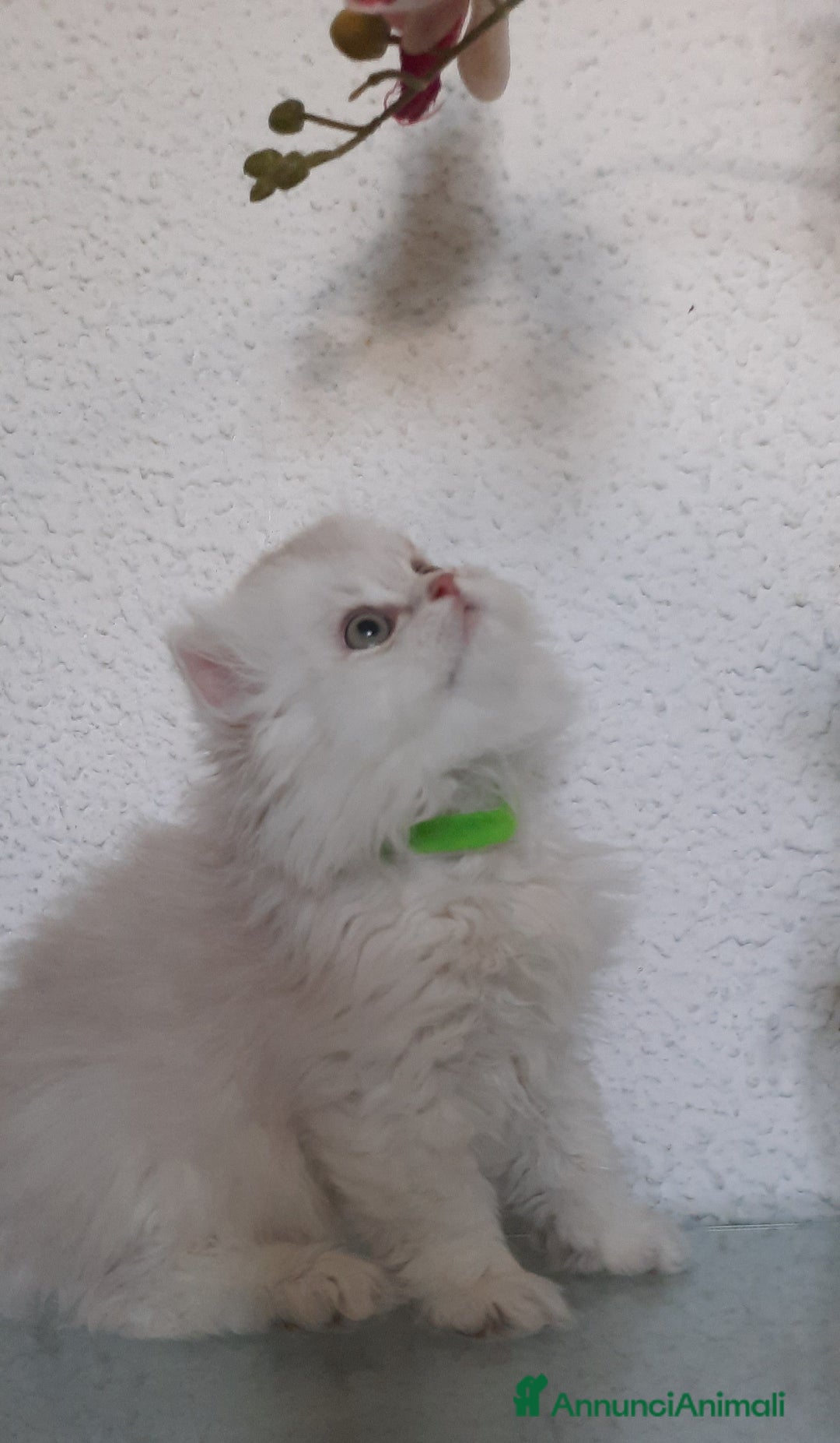 British gatti in vendita: Cucciolo British longhair con pedigree  a Città metropolitana di Milano - Immagine 4