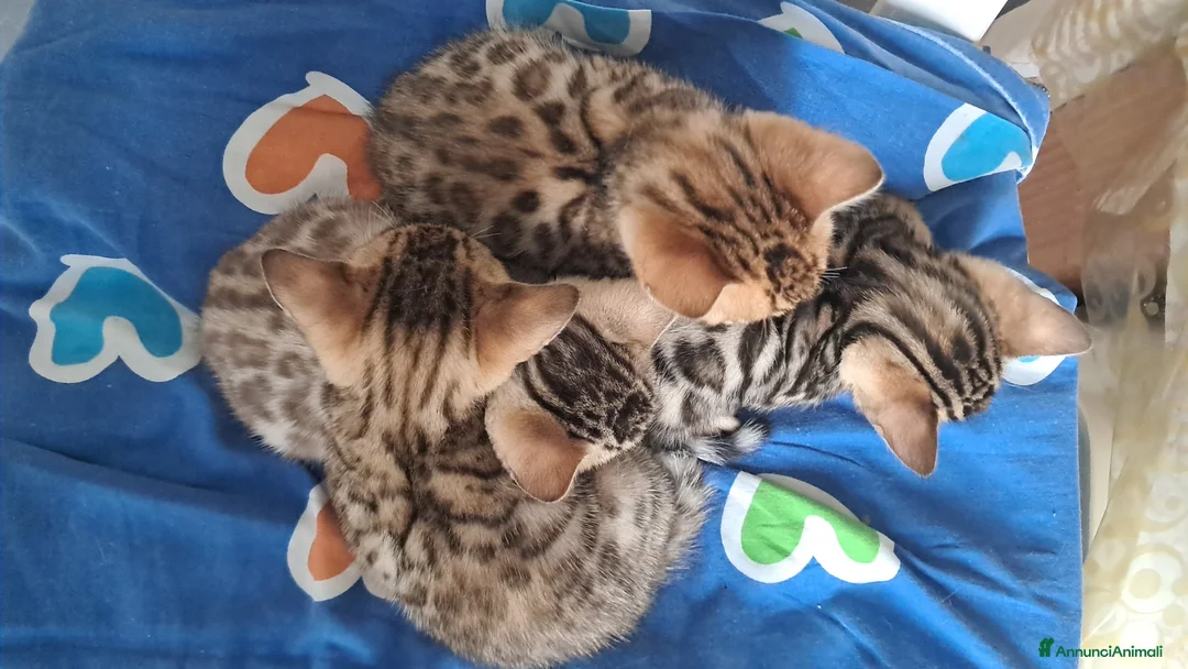 Bengala gatti in vendita: Bengala cuccioli con pedegree a Provincia di Varese - Annuncio 2