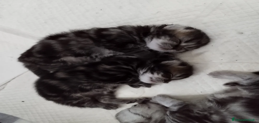 Immagine della galleria {{count}}