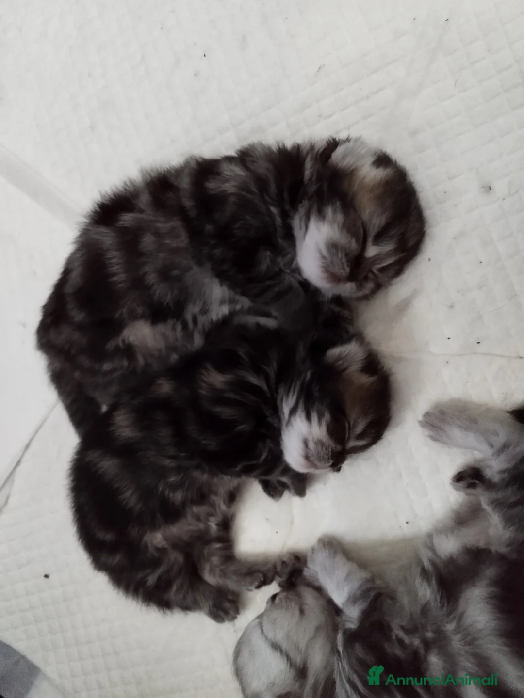 Immagine della galleria {{count}}