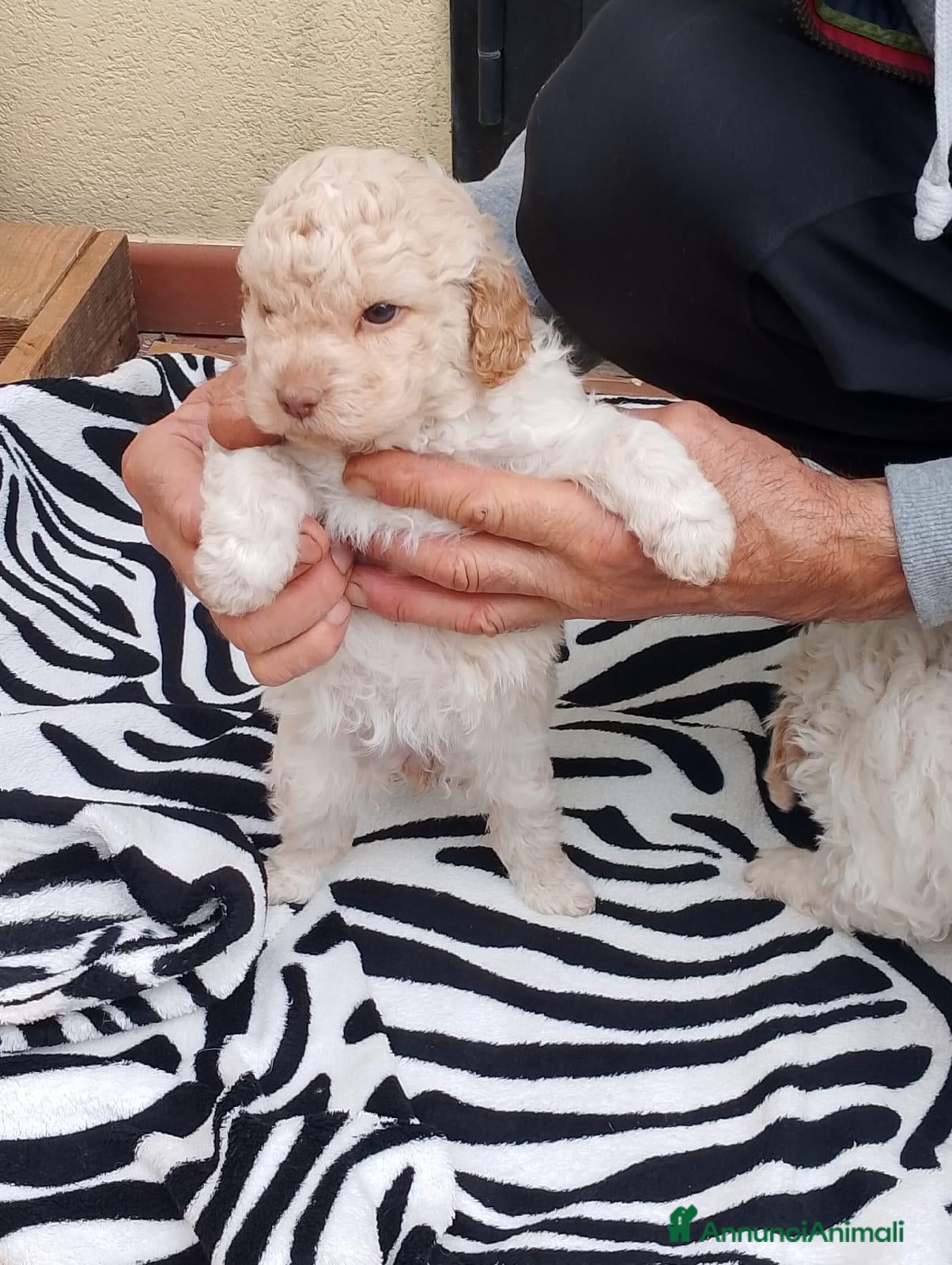 Lagotto cani in vendita: Luciano Scarchini - Annuncio 4